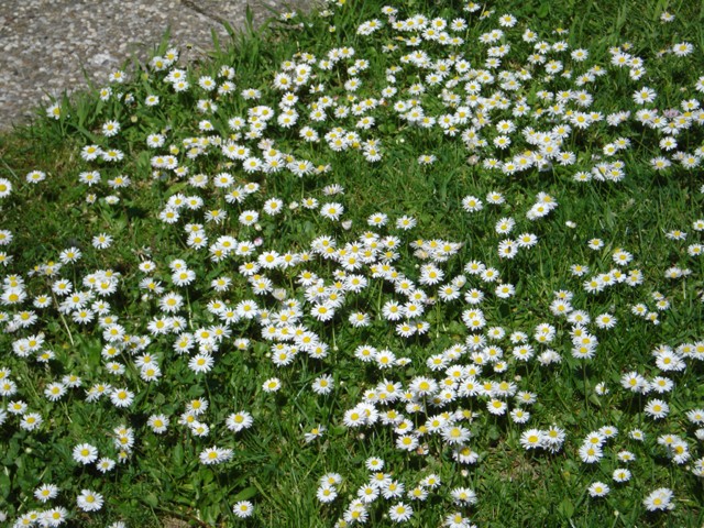 Tratinčice